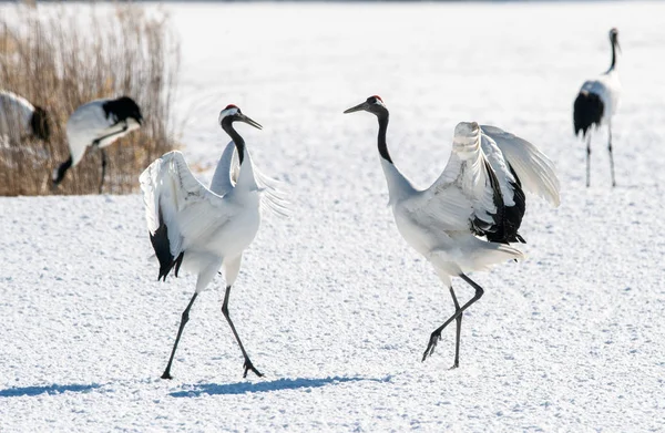 Dancing Cranes. The ritual marriage dance of cranes. Scientific name: Grus japonensis, also called the Japanese crane or Manchurian crane, is a large East Asian Crane.