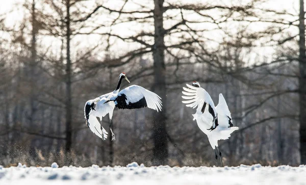 Dancing Cranes. The ritual marriage dance of cranes. Scientific name: Grus japonensis, also called the Japanese crane or Manchurian crane, is a large East Asian Crane.