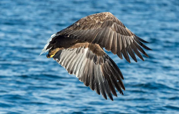 Vuxen Havsörn Över Blått Hav Vetenskaplig Namn Haliaeetus Albicilla Även — Stockfoto