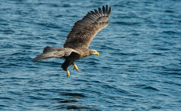 Águila Cola Blanca Adulta Sobre Océano Azul Nombre Científico Haliaeetus —  Fotos de Stock