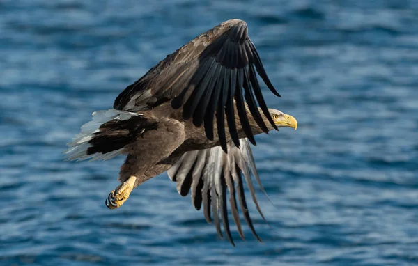 Águila Cola Blanca Adulta Sobre Océano Azul Nombre Científico Haliaeetus —  Fotos de Stock