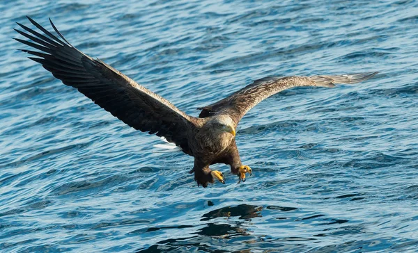 Vuxen Havsörn Över Blått Hav Framifrån Vetenskaplig Namn Haliaeetus Albicilla — Stockfoto