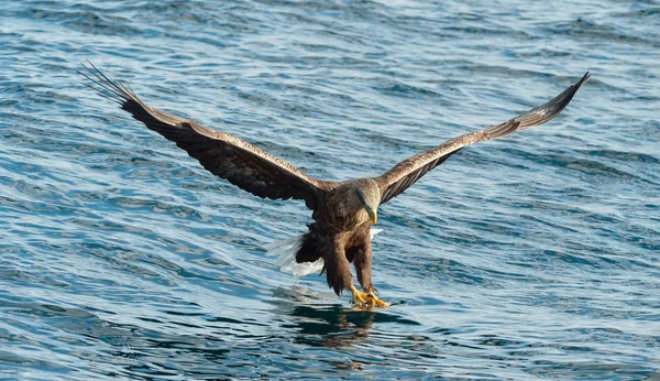 Adult White Tailed Eagle Blue Ocean Front View Scientific Name — Stock Photo, Image