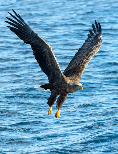 Águila Cola Blanca Adulta Sobre Océano Azul Vista Frontal Nombre —  Fotos de Stock