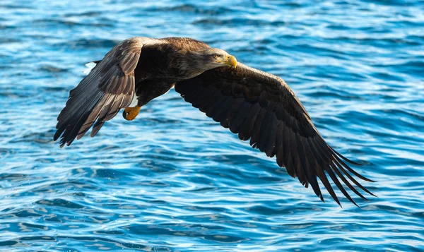 Águila Cola Blanca Adulta Sobre Océano Azul Nombre Científico Haliaeetus —  Fotos de Stock