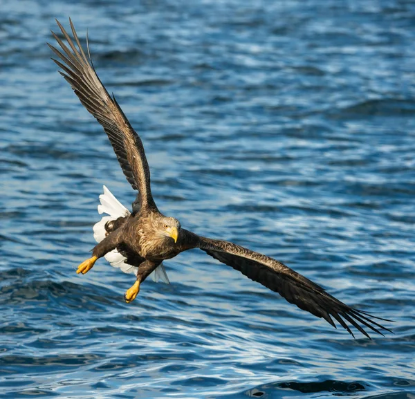 Vulturul Adult Coadă Albă Deasupra Oceanului Albastru Privire Din Faţă — Fotografie, imagine de stoc