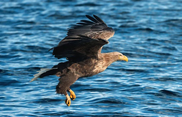 Voksen Hvidhalet Ørn Blåt Hav Videnskabeligt Navn Haliaeetus Albicilla Også - Stock-foto