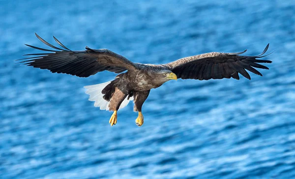 Ausgewachsene Seeadler Über Blauem Ozean Frontansicht Wissenschaftlicher Name Haliaeetus Albicilla — Stockfoto