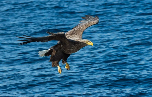 Águila Cola Blanca Adulta Sobre Océano Azul Nombre Científico Haliaeetus — Foto de Stock