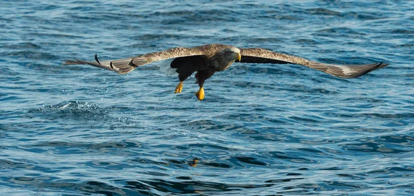 Dospělého Orla Bílého Moře Nad Modrým Oceánem Pohled Zepředu Vědecký — Stock fotografie