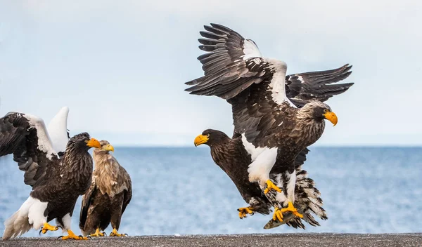 Aquila Mare Steller Adulto Atterrò Nome Scientifico Haliaeetus Pelagicus Cielo — Foto Stock