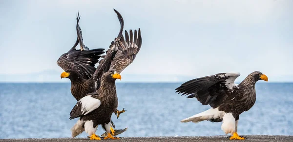 Aquila Mare Steller Adulto Atterrò Nome Scientifico Haliaeetus Pelagicus Cielo — Foto Stock