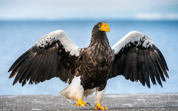 Sea Eagle Dorosłych Steller Rozprzestrzeniania Skrzydeł Widok Przodu Nazwa Naukowa — Zdjęcie stockowe