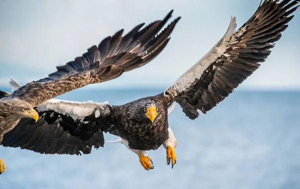 Águila Marina Adulta Steller Vuelo Vista Frontal Nombre Científico Haliaeetus —  Fotos de Stock
