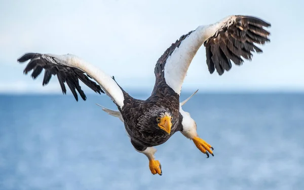 Yetişkin Steller Deniz Kartal Uçuş Önden Görünüm Bilimsel Adı Haliaeetus — Stok fotoğraf