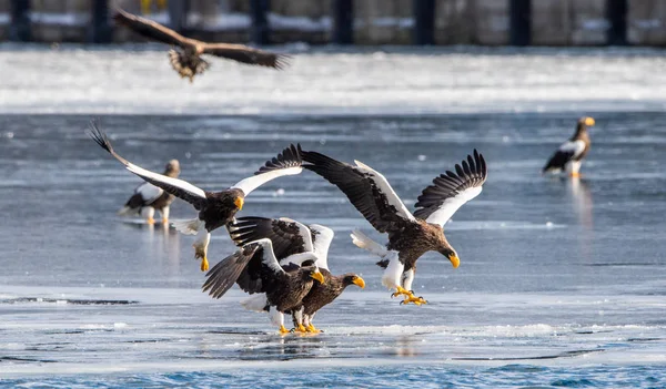 Águias Marinhas Steller Nome Científico Haliaeetus Pelagicus Habitat Natural Temporada — Fotografia de Stock