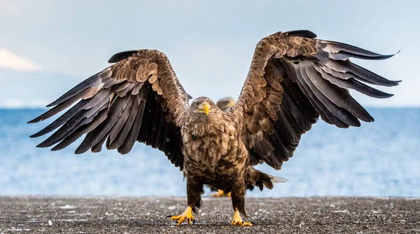 Witstaart Zeearend Vleugels Verspreiden Wetenschappelijke Naam Haliaeetus Albicilla Ook Bekend — Stockfoto