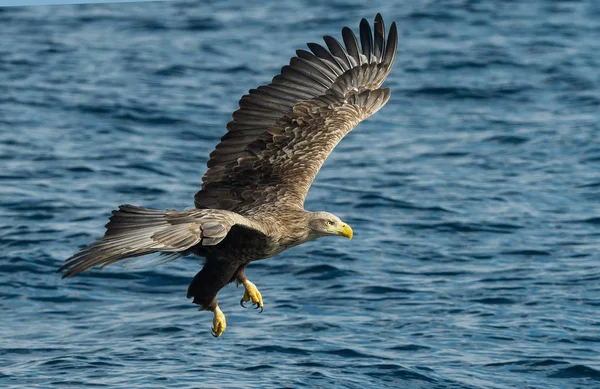 Águila Cola Blanca Adulta Sobre Océano Azul Nombre Científico Haliaeetus —  Fotos de Stock