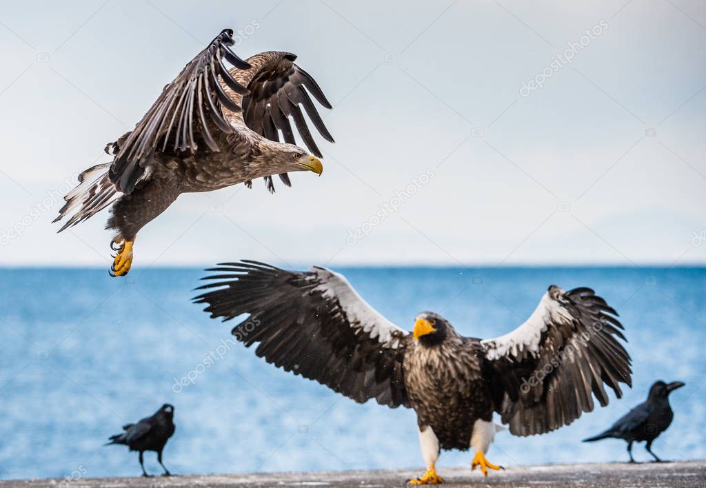 White tailed sea eagle and Steller's sea eagles. Scientific name: Haliaeetus pelagicus, Haliaeetus albicilla.