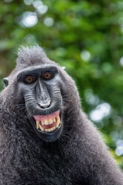 yeşil doğal arka plan üzerinde açık ağız ile tepeli makak. Sulawesi tepeli makak, ya da siyah maymun. Doğal yaşam alanı. Sulawesi Adası. Endonezya