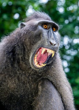 yeşil doğal arka plan üzerinde açık ağız ile tepeli makak. Sulawesi tepeli makak, ya da siyah maymun. Doğal yaşam alanı. Sulawesi Adası. Endonezya