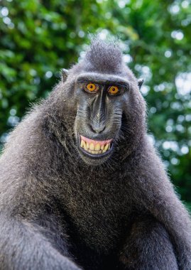 yeşil doğal arka plan üzerinde açık ağız ile tepeli makak. Sulawesi tepeli makak, ya da siyah maymun. Doğal yaşam alanı. Sulawesi Adası. Endonezya