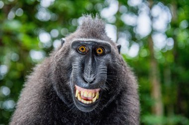 crested macaque with open mouth on the green natural background. Sulawesi crested macaque, or black ape. Natural habitat. Sulawesi Island. Indonesia clipart
