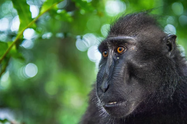 Celebes Crested Macaque Green Natural Background Crested Black Macaque Sulawesi — Stock Photo, Image