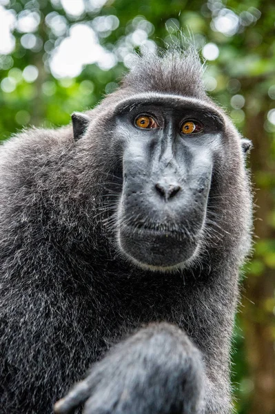 Celebes Kuif Makaak Groene Natuurlijke Achtergrond Zwarte Makaak Celebes Crested — Stockfoto