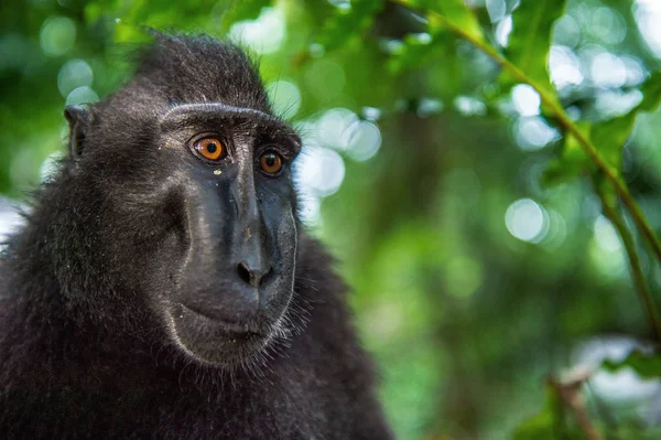 Celebes Crêpé Macaque Sur Fond Naturel Vert Macaque Noir Crête — Photo