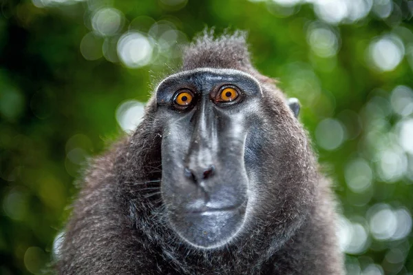 Los Celebes Crestó Macaco Sobre Fondo Verde Natural Macaco Negro — Foto de Stock