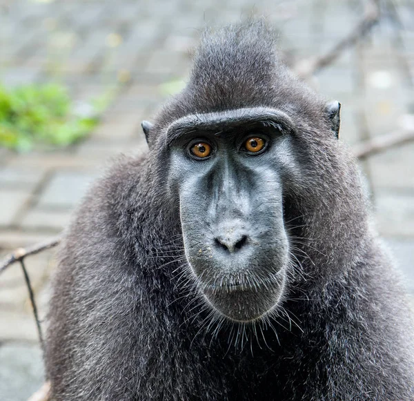 Los Celebes Tienen Cresta Macaco Macaco Negro Crestado Macaco Crestado — Foto de Stock
