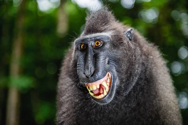 Macaco Cresta Con Boca Abierta Sobre Fondo Verde Natural Sulawesi — Foto de Stock