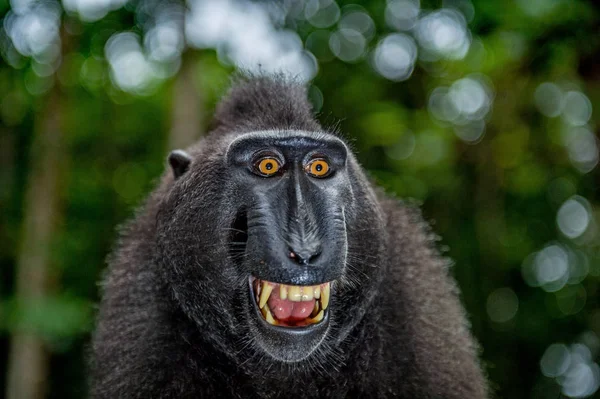 Macaco Crista Com Boca Aberta Sobre Fundo Natural Verde Sulawesi — Fotografia de Stock