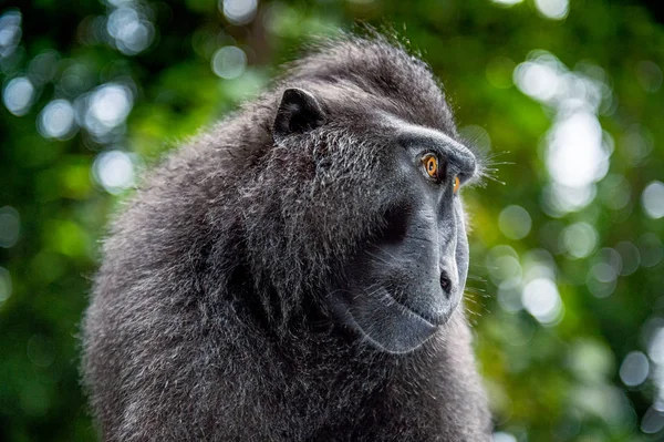 塞莱斯在绿色的自然背景上长着猴 爬行的黑色猴 苏拉威西的猴 或黑猿 自然栖息地 苏拉威西 印度尼西亚 — 图库照片