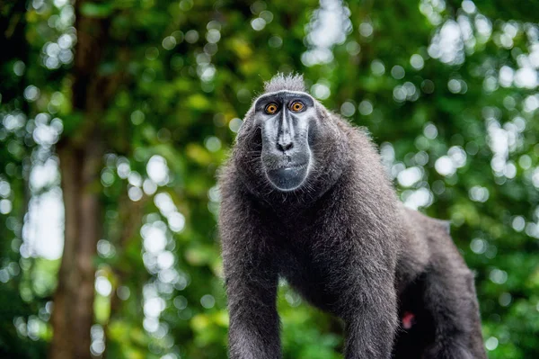 Kuif Makaak Groene Natuurlijke Achtergrond Zwarte Makaak Celebes Crested Makaak — Stockfoto