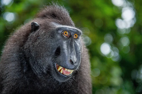 Macaco Crestato Con Bocca Aperta Sullo Sfondo Naturale Verde Macaco — Foto Stock