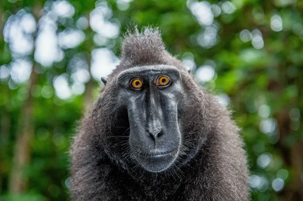 Macaco Cresta Con Boca Abierta Sobre Fondo Verde Natural Sulawesi — Foto de Stock