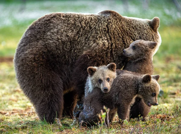 Αρκούδα Και Μικρά Στο Βάλτο Στο Καλοκαιρινό Δάσος Στο Φυσικό — Φωτογραφία Αρχείου