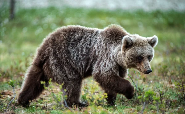 Hnědý Medvěd Bažině Letním Lese Přírodní Stanoviště Vědecký Název Ursus — Stock fotografie