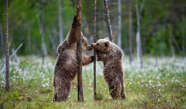 Cachorros Oso Pardos Sus Patas Traseras Nombre Científico Ursus Arctos —  Fotos de Stock