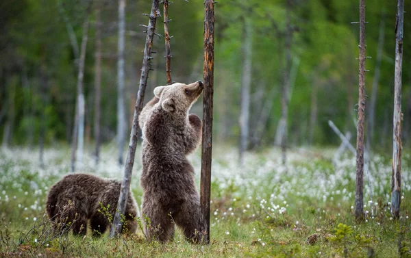 Hnědé Medvídě Stojí Zadních Nohách Stromem Letním Lese Vědecký Název — Stock fotografie