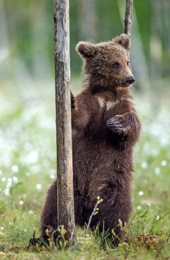 Kahverengi ayı yavrusu yaz ormanlarında bir ağacın yanında arka ayakları üzerinde duruyor. Bilimsel adı: Ursus Arctos (Kahverengi Ayı). Yeşil doğal arka plan.
