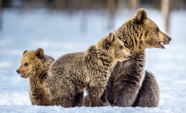 Karda ayı ve ayı yavruları. Kış ormanında kahverengi ayılar. Doğal yaşam alanı. Bilimsel adı: Ursus Arctos Arctos.