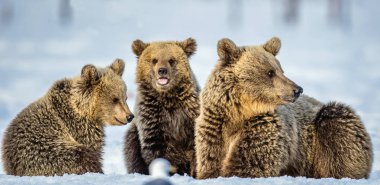 Karda ayı ve ayı yavruları. Kış ormanında kahverengi ayılar. Doğal yaşam alanı. Bilimsel adı: Ursus Arctos Arctos.