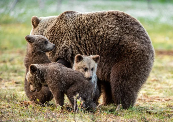 Αρκούδα Και Μικρά Στο Βάλτο Στο Καλοκαιρινό Δάσος Στο Φυσικό — Φωτογραφία Αρχείου