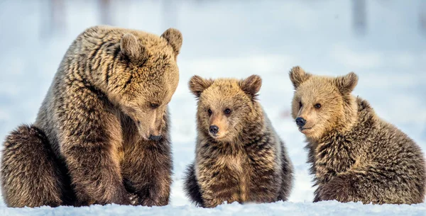 Ona Bear Niedźwiedzia Cubs Śniegu Niedźwiedzie Brunatne Lesie Zimowym Siedliska — Zdjęcie stockowe