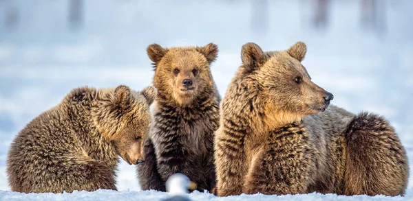Beer Beer Cubs Sneeuw Bruine Beren Het Winterbos Natuurlijke Habitat — Stockfoto