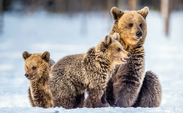 Beer Beer Cubs Sneeuw Bruine Beren Het Winterbos Natuurlijke Habitat — Stockfoto