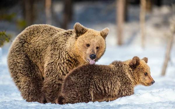 Ursa Urso Filhotes Neve Ursos Castanhos Floresta Inverno Habitat Natural — Fotografia de Stock